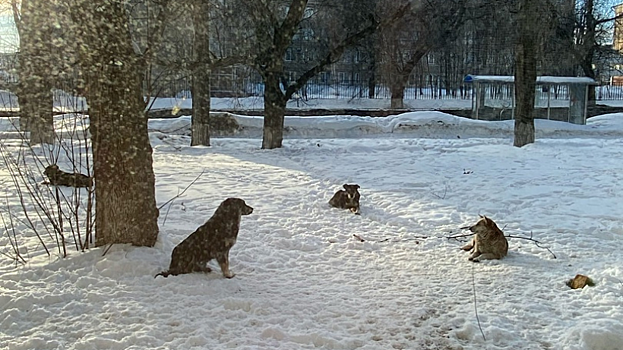 Жители: Бродячие собаки продолжают оккупировать улицы Саратова