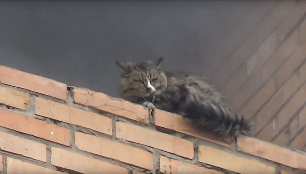 Пожарные в Новокуйбышевске спасли кота и попали на видео