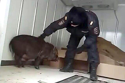 Полицейские поймали черную свинью на Третьем кольце