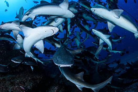 Женщина оказалась в центре акульего торнадо