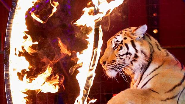 И в обруч горящий летят