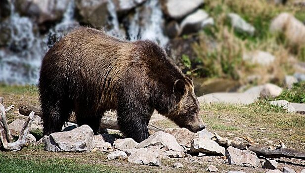 На Камчатке медведь убил подростка