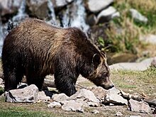 На Камчатке медведь убил подростка