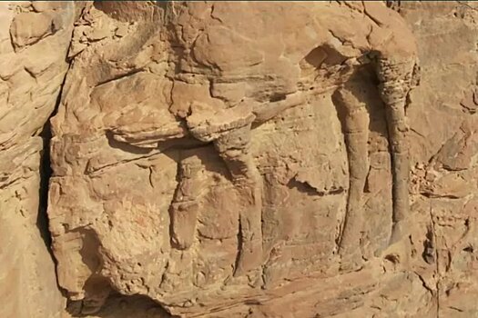 В пустыне найдены изображения верблюдов