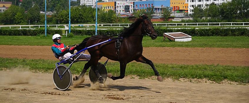Рысистые бега и манеж с пони: что ждет жителей Ижевска на ярмарке «Карусельные лошадки»