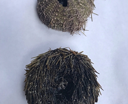 Очень странные дела: в Мельничной канаве в Выборге нашли морских ежей