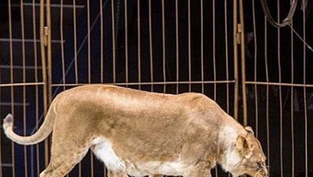 Нападение львицы на ребенка: директор цирка осужден на год