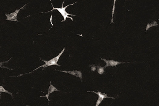 У человеческой кожи обнаружили способности мозга