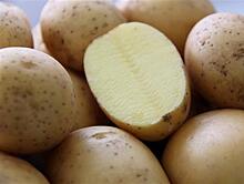 Самарские аграрии показали перспективные сорта картофеля собственной селекции