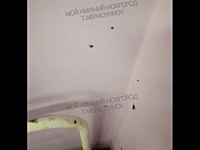 Учащиеся школы № 81 в Нижнем Новгороде пожаловались на тараканов