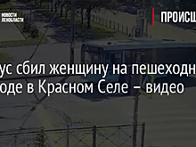 Автобус сбил женщину на пешеходном переходе в Красном Селе – видео