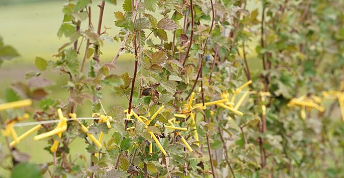 Плодово-ягодный питомник в Калининградской области планирует удвоить объемы производства