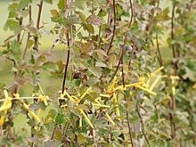 Плодово-ягодный питомник в Калининградской области планирует удвоить объемы производства