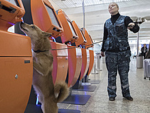 Госзаказ и мода. Зачем выводят новые породы собак?