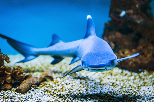 В Колумбии акула напала на 14-летнего подростка, он почти лишился правой руки