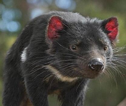 Зоологи обнаружили здоровую популяцию зверьков тасманийского дьявола
