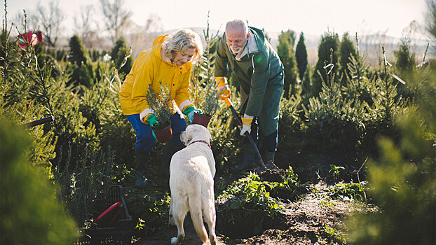 Законно ли выращивать ели на продажу на даче? Отвечает юрист