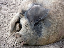 Из-за чумы свиней в Омске проводят рейды по местам несанкционированной торговли