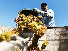 Путин поручил продлить повышенный налоговый вычет для виноделов