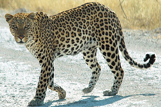 В Дагестане леопард гулял по городу