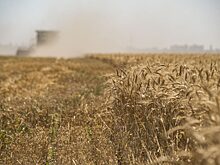 Аналитик объяснил запрет на экспорт пшеницы