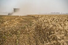 Аналитик объяснил запрет на экспорт пшеницы