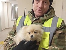 На трассе М-4 &laquo;Дон&raquo; собака сбежала из автомобиля хозяйки