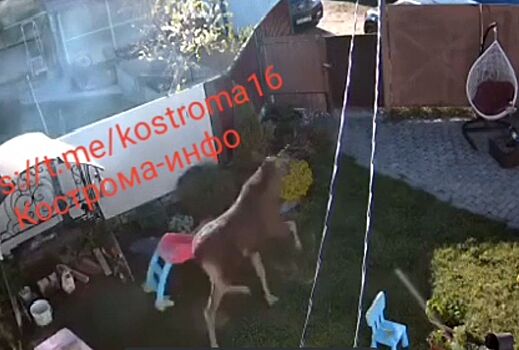 Лось перепрыгнул через забор частного дома в Костроме: там жарили шашлыки