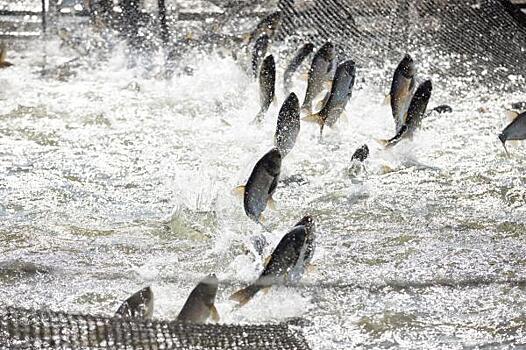 «Кузбассразрезуголь» выпустил в Беловское водохранилище 3,3 тыс. рыб  для очистки водоема