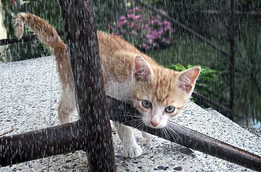 Дожди ожидаются в большинстве районов Удмуртии во вторник