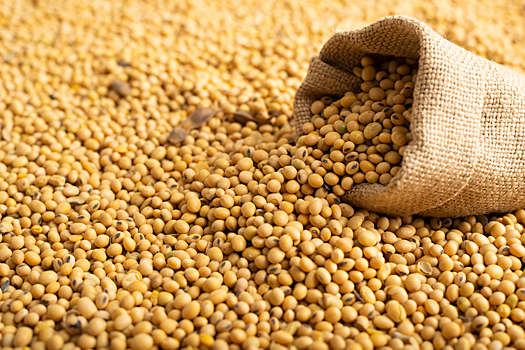 Узбекистан планирует наладить импорт сои из США для реализации совместных проектов