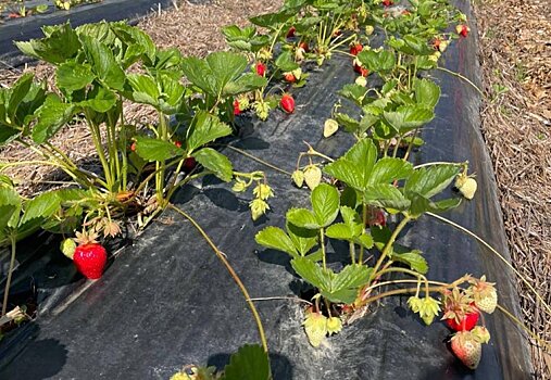 В Подмосковье стартовал сбор ягод