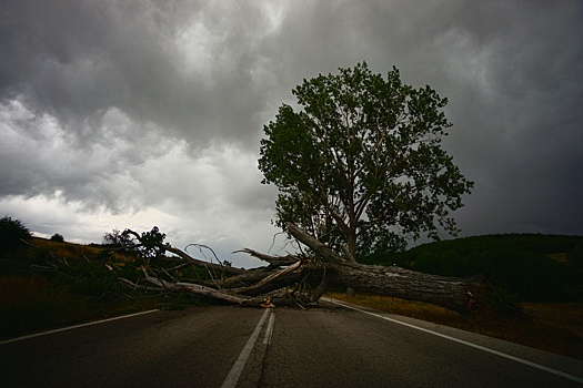 Дерево насмерть придавило доминиканца во время урагана "Фиона"