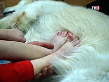 Более ста детей с проблемами в развитии прошли курс зоотерапии в Омске