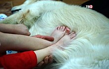 Более ста детей с проблемами в развитии прошли курс зоотерапии в Омске