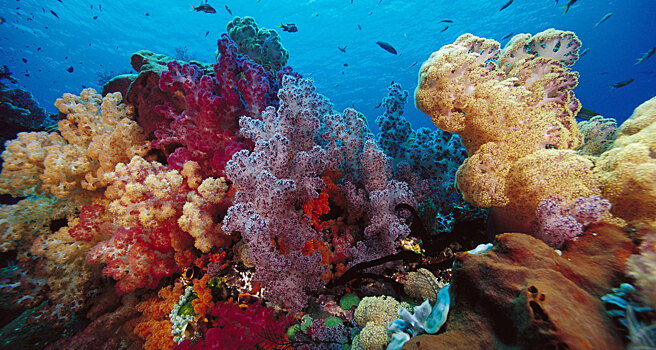 Наши фекалии и нечистоты убивают кораллы