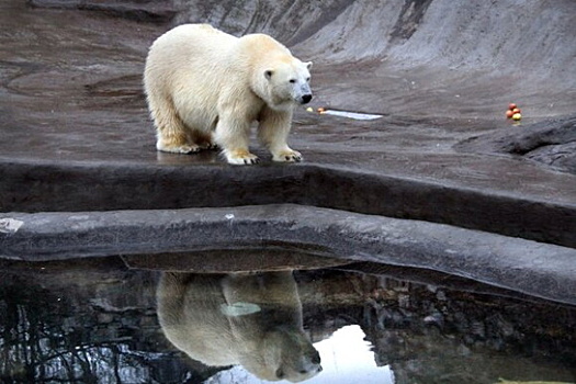 В зоопарке отметят день полярного медведя