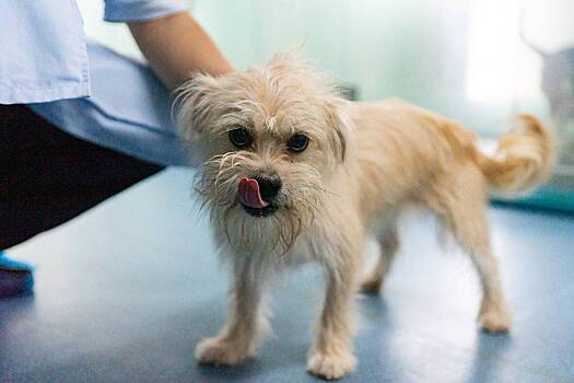 Ветеринар оставила собаку умирать на пороге клиники
