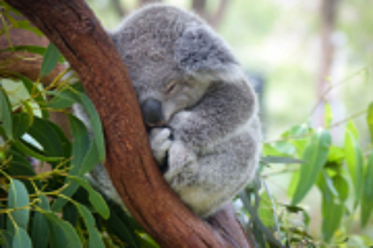 В Австралии брошенная собака спасла более 100 коал во время катастрофических пожаров