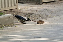 Калининградцев шокировало видео, где ворона убивает крысу