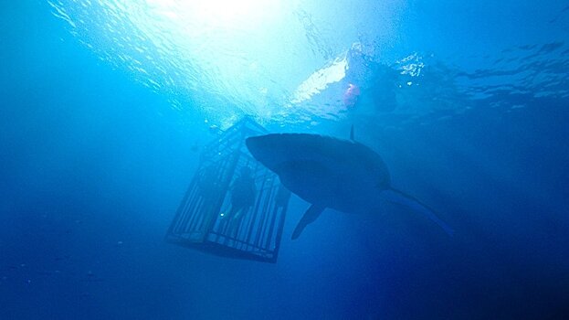"Синяя бездна": лето, море и акулы