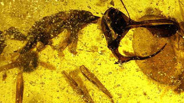 В древнем янтаре нашли муравьев-вампиров, пронзавших жертву металлизированным рогом