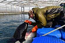 Состояния косаток и белух из «китовой тюрьмы» в РФ ухудшилось