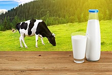 Лидерами по молочной продуктивности коров стали 5 российских округов