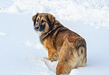 В Хабаровске жестоко расправились с собакой, которая заступалась за своих хозяев