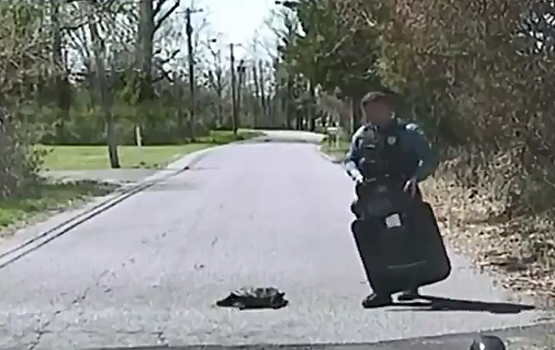 Полицейский вступил в неравный бой с черепахой