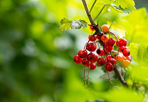 Садоводам дали совет, как подготовить плодово-ягодные культуры к осени