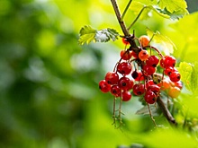 Садоводам дали совет, как подготовить плодово-ягодные культуры к осени