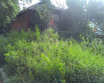 Саратовцы пожаловались главе города на появившиеся в Заводском районе поля марихуаны