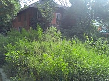 Саратовцы пожаловались главе города на появившиеся в Заводском районе поля марихуаны